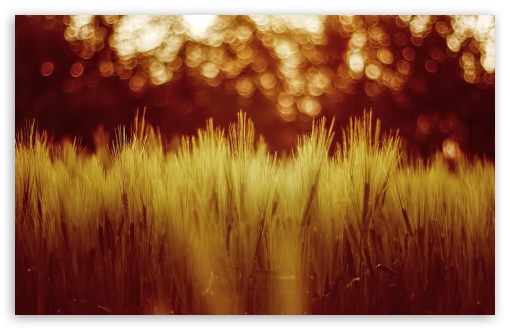 Download Golden Wheat Field UltraHD Wallpaper