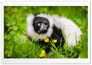 Ruffed Lemur Habitat