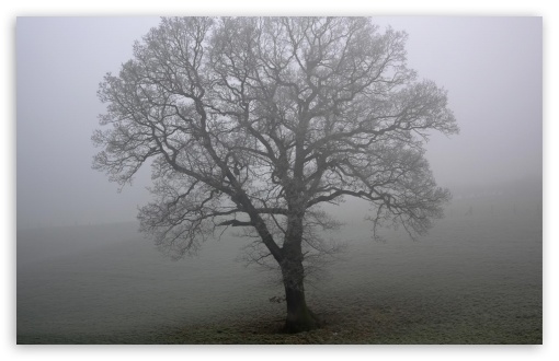 Download Tree And Fog UltraHD Wallpaper