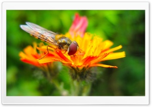 Hoverfly On A Orange Flower