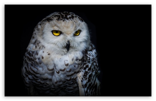 Download Owl UltraHD Wallpaper