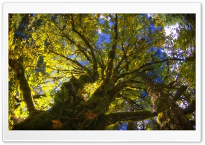 Tree Canopy From Below