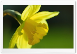 Spring Yellow Daffodil