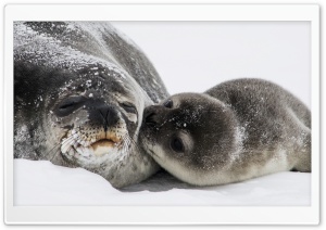 Cute Baby Seal Kiss