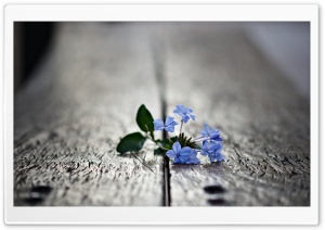 Small Blue Flowers Macro