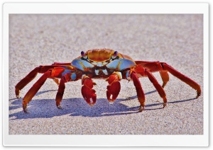 Big Red Crab Macro