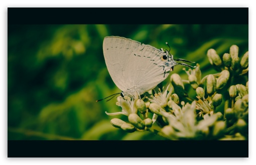 Download White Butterfly UltraHD Wallpaper