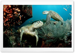 Two Green Sea Turtle
