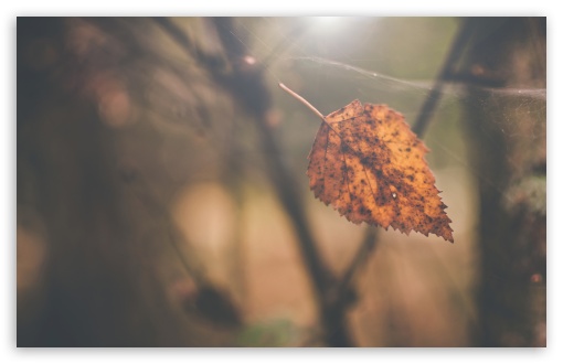 Download Birch Leaf, Autumn UltraHD Wallpaper