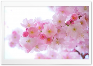 Japanese Cherry Trees in Bloom