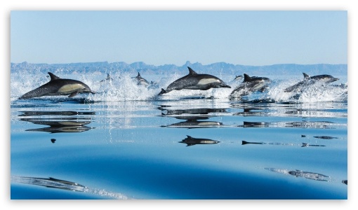 Download Dolphins In Sea UltraHD Wallpaper