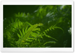Green Ferns Macro