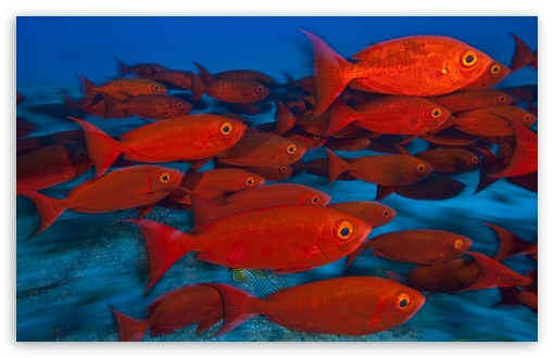 Download School Of Fish, Maldives UltraHD Wallpaper