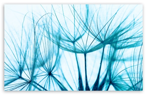Download Blue Dandelion Seeds Macro, Blue UltraHD Wallpaper