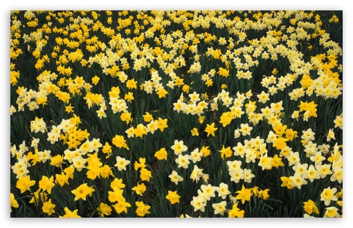 Download Hillside Of Daffodils Louisville Kentucky UltraHD Wallpaper