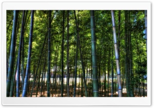 Inside The Bamboo Forest
