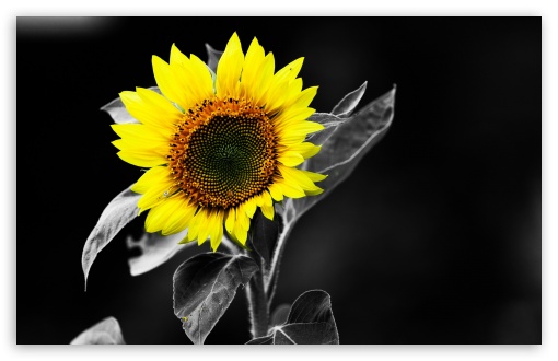 Download Sunflower Black And White UltraHD Wallpaper