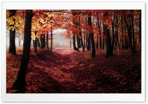 Autumn, Forest Trees, Red Leaves