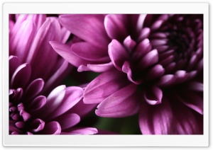 Purple Chrysanthemum