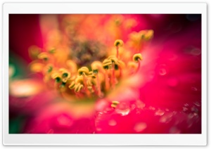 Blurry Flower Photography