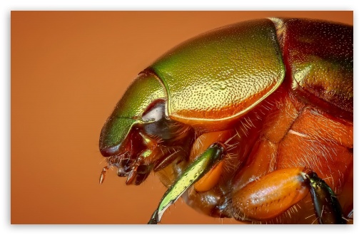 Download Colorful Beetle Insect Macro UltraHD Wallpaper