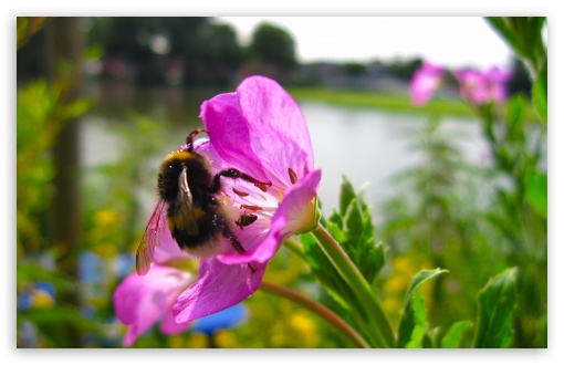 Download Bumble Bee UltraHD Wallpaper