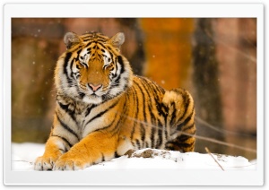 Sleepy Siberian Tiger Wild...