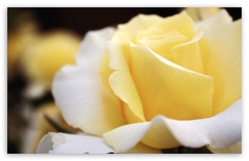 Download Light Yellow Rose UltraHD Wallpaper