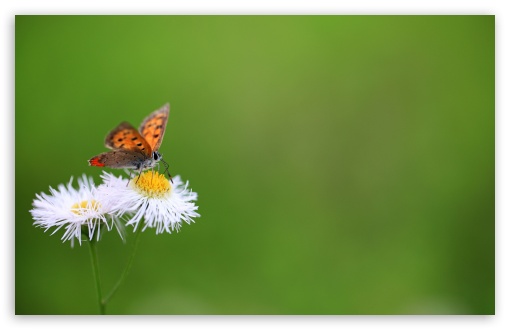 Download Butterfly Macro UltraHD Wallpaper