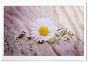 Daisy Flower On A Wooden Table