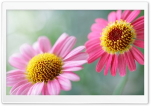 Soft Pink Daisies