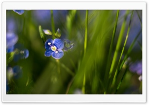 Blue Flower Green Grass Macro