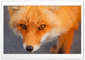 Red Fox Face