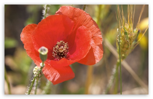 Download Open Poppy Flower UltraHD Wallpaper