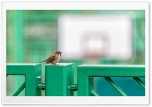 Sparrow