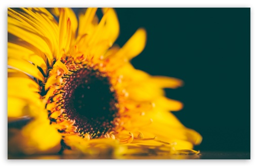 Download Yellow Sunflower UltraHD Wallpaper