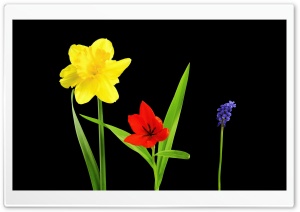 Spring Flowers, Daffodil,...