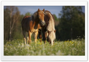 Horse In Meadow