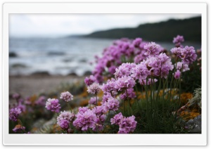 Pink Small Flowers On The Beach
