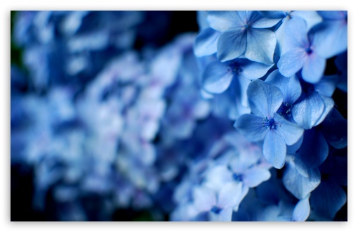 Download Blue Hydrangea Flowers UltraHD Wallpaper