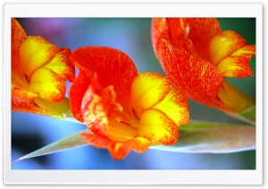 Gladiolus Bloom