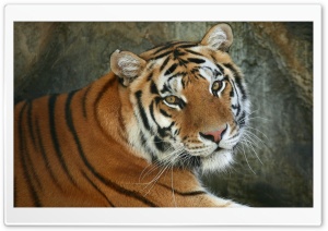 Regal Bengal Tiger