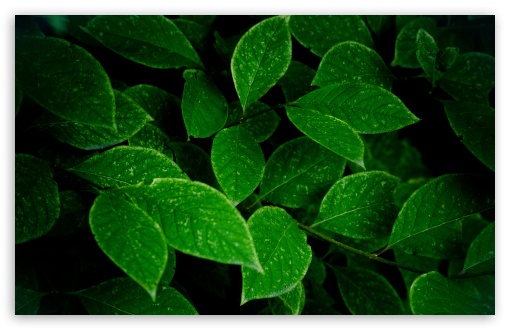 Download Green Leaves UltraHD Wallpaper