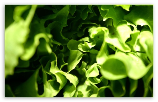 Download Lettuce Macro UltraHD Wallpaper