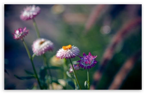 Download Common Spring Flower UltraHD Wallpaper