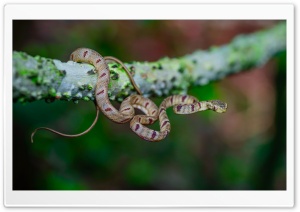 Cute White Spotted Cat Snake,...