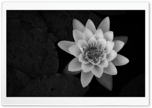 Water Lily Black and White