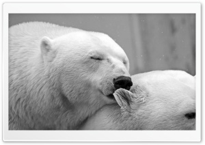 Polar Bears Love