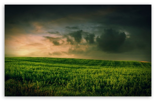 Download Beautiful Green Grass Field UltraHD Wallpaper