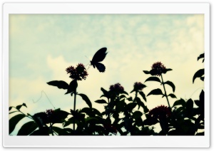 Evening Butterfly